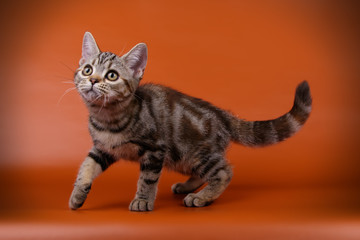 studio photography of an American shorthair cat on colored backgrounds