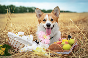Welsh corgi dog on an autumn picnic on a meadow
