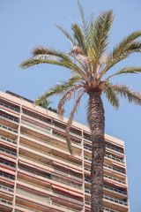Fototapeta premium Palme in Monte Carlo, Monaco