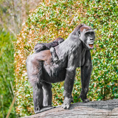 Portrait of powerful female African gorilla at guard with a baby
