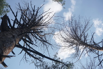 dry pine trees on the background of the sky