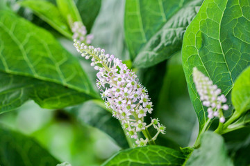 Herbal plant: Indian pokeweed (Phytolacca acinosa) which is locally  used relief from pain. It has antiasthmatic, antifungal, expectorant, antibacterial and laxative properties