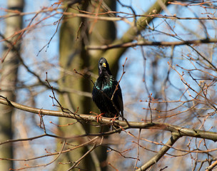 Szpak zwyczajny,Sturnus vulgaris