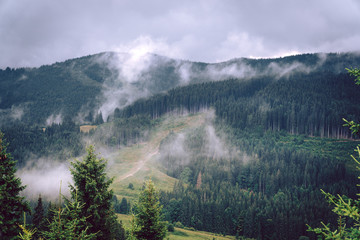 Forested mountain slope in low lying cloud with the evergreen conifers shrouded in mist in a scenic landscape view, Carpathian Ukrane