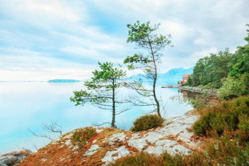 Norway, Scandinavia. Spectacular Norwegian landscape. Two single pine trees growing on the edge of rock over the fjord in Norway. National Park Hardangervidda, northern nature, morning scene.