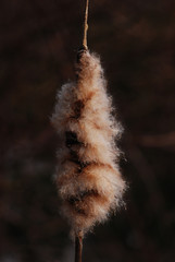 Fluffy cattail