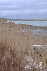 cattails along the shore
