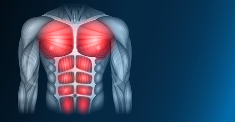 Muscles of the human body, torso and arms, beautiful colorful illustration on a dark blue background.