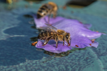 bienen auf dem wasser
