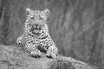 Lone leopard lay down to rest on anthill in nature during daytime artistic conversion