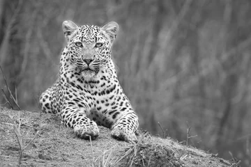 Deurstickers Eenzame luipaard ging liggen om te rusten op een mierenhoop in de natuur overdag artistieke conversie © Alta Oosthuizen