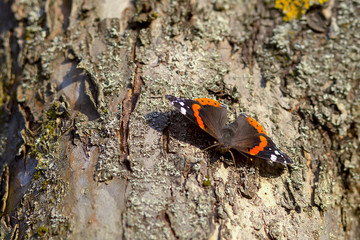 butterfly peacock sitting in a tree, close-up