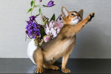 the red cat with flower a vase