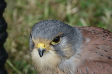 Kestrel's head-01