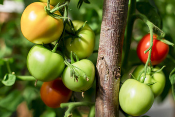 green tomatoes in the greenhouse on a branch