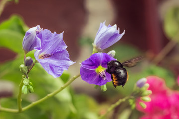 Abejorro polinizando una flor color violeta