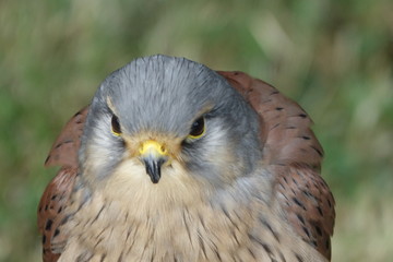 Kestrel's head-02