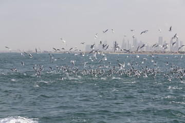 Landscape of the Dubai city skyline with birds catching fish in the sea