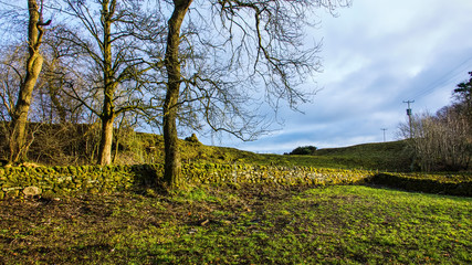 Tranquil scene of an enclosure at the edge of a forest surrounded by a dry stone wall.