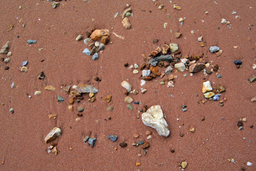 Beach close up background, Stone and seashell on sand at beach
