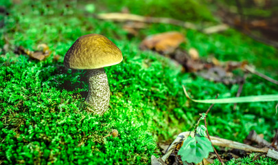 Cute penny bun mushroom is growing in the grass. The beautiful small brown cap of a cep is in the focus. It is vegetarian diet food. The mushroom grows in Ukrainian Carpathian Mountains in the forest.