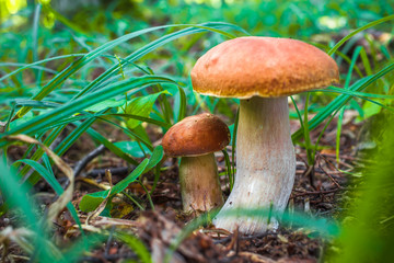 Cute penny bun mushroom is growing in the grass. The beautiful small brown cap of a cep is in the focus. It is vegetarian diet food. The mushroom grows in Ukrainian Carpathian Mountains in the forest.