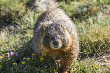 Marmot, Rocky Mountain National Park, Colorado, USA