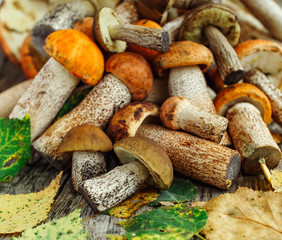 Fototapeta premium Fresh porcini mushrooms on rustic wooden background, side view