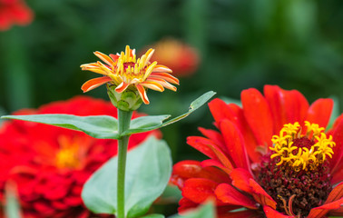 The flower сynicism red color in the garden. Blossoming red cynicism close-up.