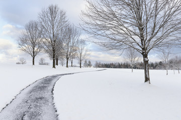 Fototapeta premium Sidewalk Through Park on Snowy Morning in Winter