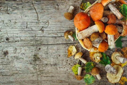 Variety of uncooked wild forest mushrooms yellow boletus, birch mushrooms, russules over dark textured rusty background. Rustic style, natural day light. Top view, food background concept
