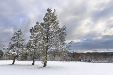 Three Pine Trees in Snow Covered Field