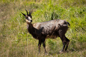 Chamois