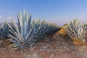 Naklejka na ściany i meble Tequila agave Landscape