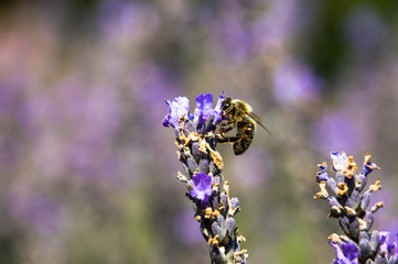 Lavender Farm in South London