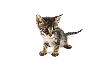 Fototapeta na wymiar Grey eyed tabby kitten looking to right side, white background with blank