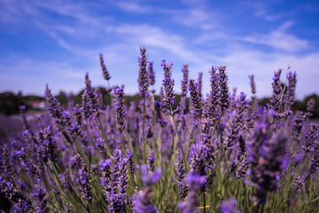 Lavender Farm in South London