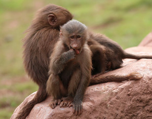 Hamadryas Baboon animal