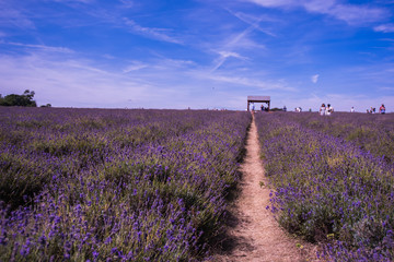 Lavender Farm in South London