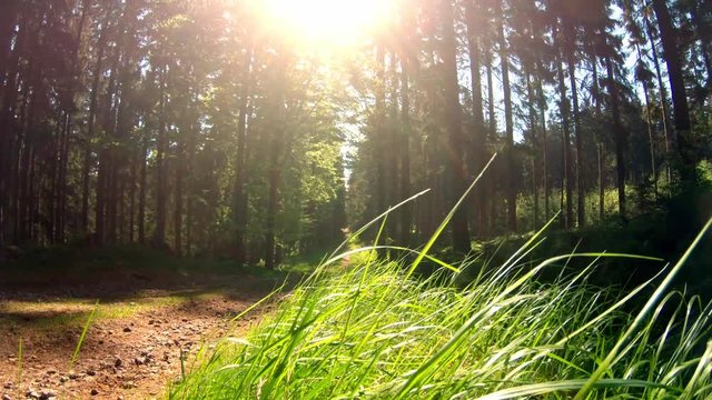 Breezy spring morning wake up on a hiking trail in national park Orlick&eacute; hory.