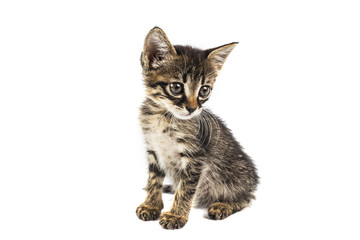 Grey eyed tabby kitten looking to right side, white background with blank