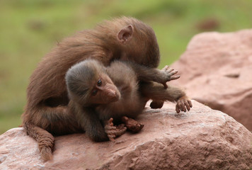 Hamadryas Baboon animal