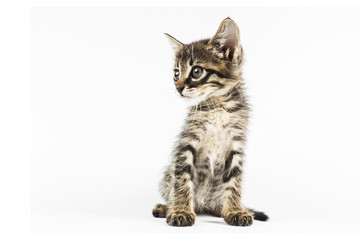 Grey eyed tabby kitten looking to left side, white background with blank