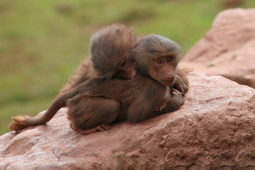 Hamadryas Baboon animal