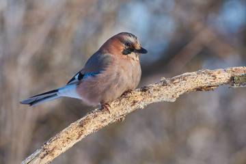 Eurasian jay flew for food at the bird feeder and sits on a branch.