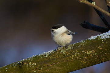 Willow tit flew for food at the bird feeder and sits on a branch.