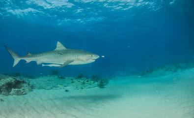 Fototapeta premium Tiger shark at Tigerbeach, Bahamas