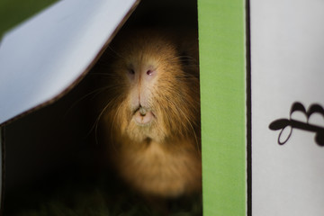 Ginger guinea pig smiling