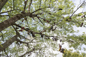 Fototapeta premium Schuhe auf Baum in Bristol
