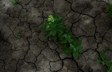 Top view of clods of soil with young green plants 
